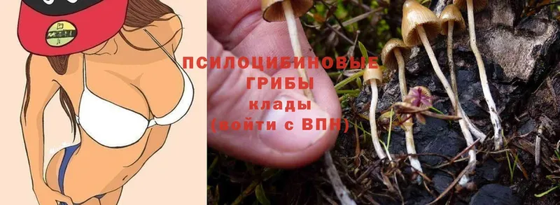 Псилоцибиновые грибы Magic Shrooms  Грайворон 